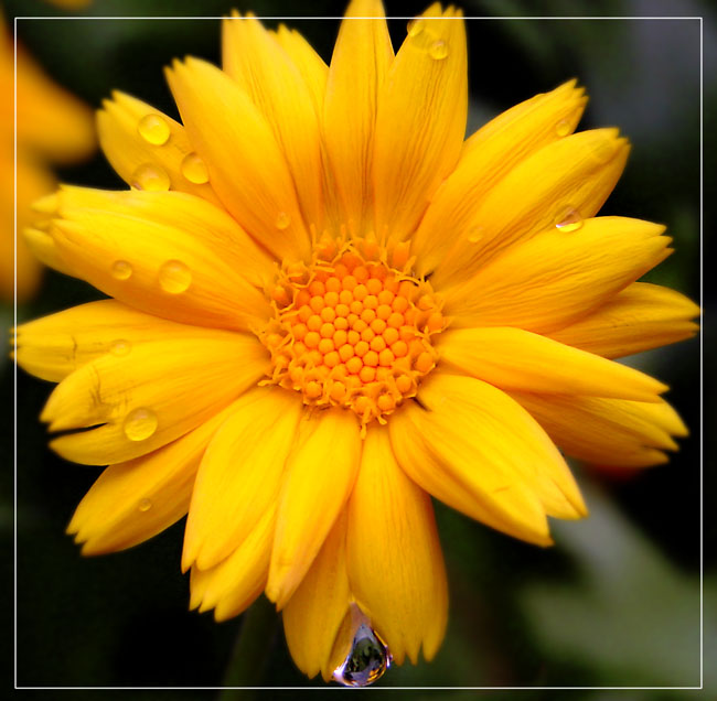 photo "***" tags: nature, flowers