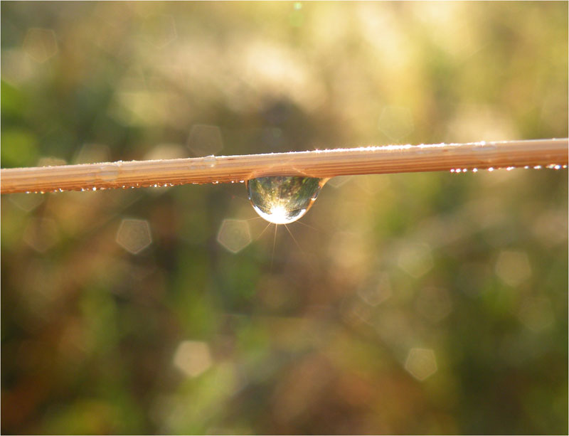 photo "***" tags: macro and close-up, 