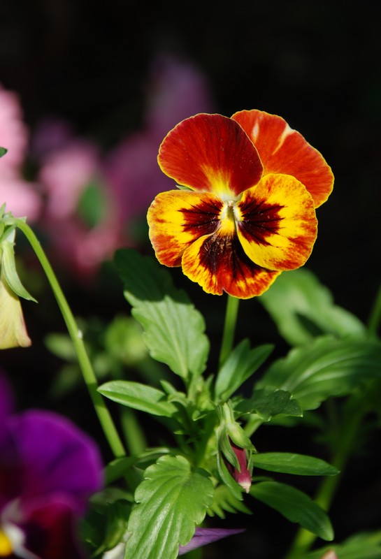 photo "***" tags: nature, macro and close-up, flowers