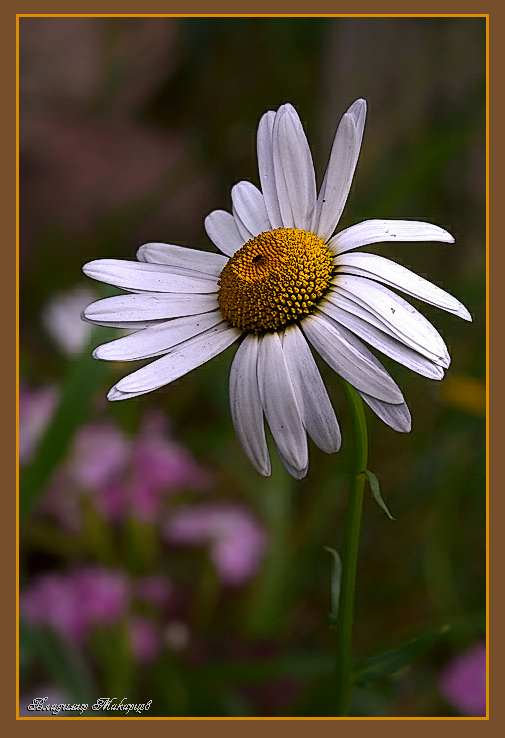 photo "***" tags: nature, flowers