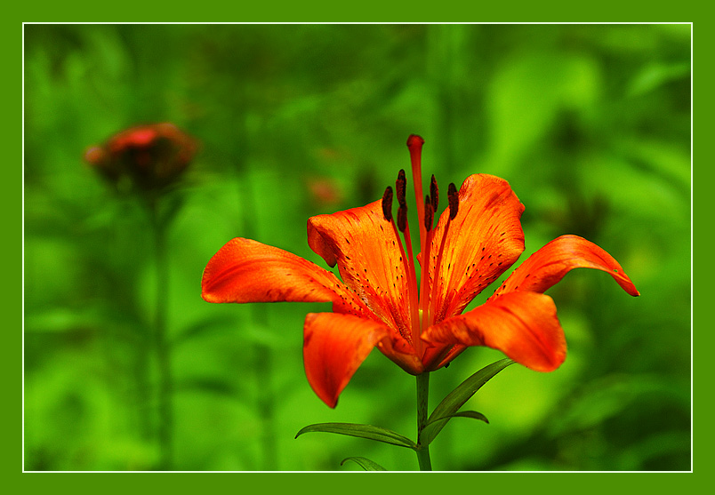 photo "***" tags: nature, flowers