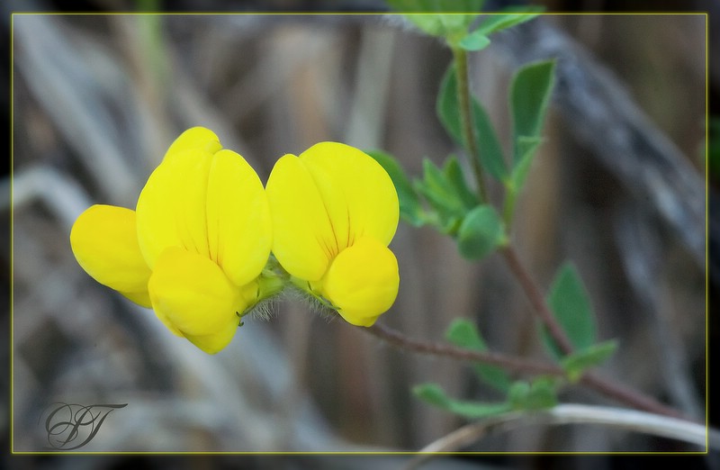 photo "***" tags: nature, macro and close-up, flowers