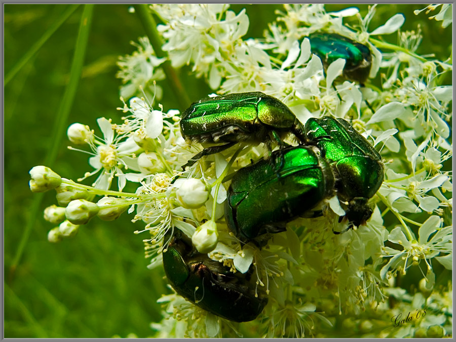 photo "Restaurant for beetles" tags: nature, macro and close-up, insect