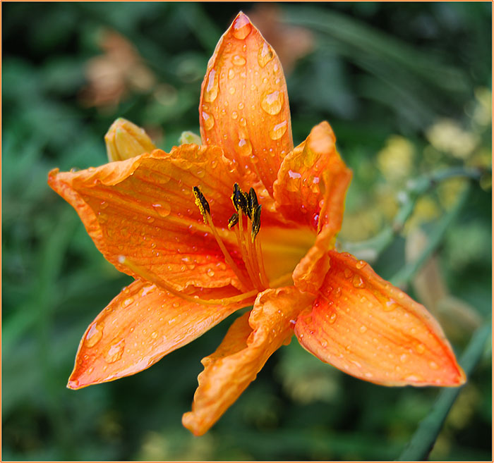 photo "***" tags: nature, flowers