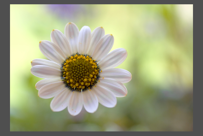 photo "* * *" tags: nature, macro and close-up, flowers