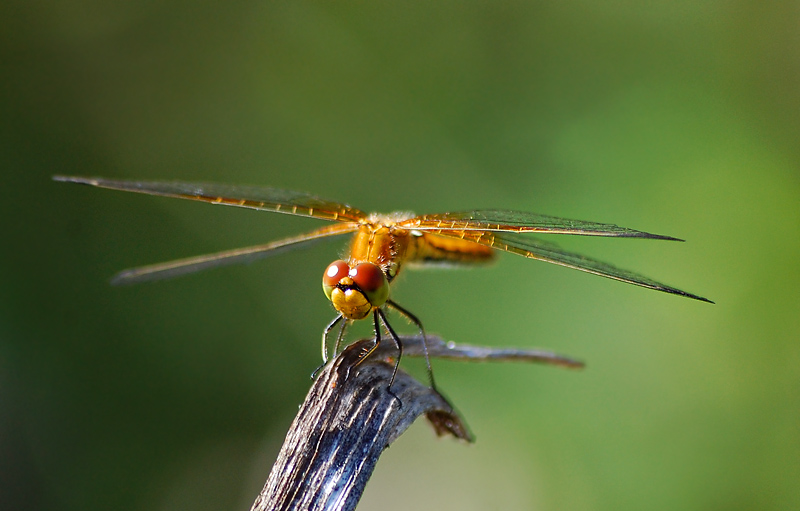 photo "***" tags: nature, macro and close-up, insect