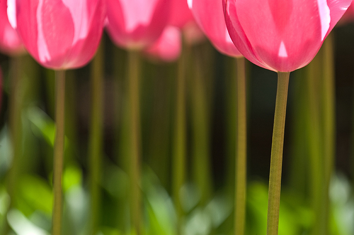 photo "Tulips" tags: nature, flowers