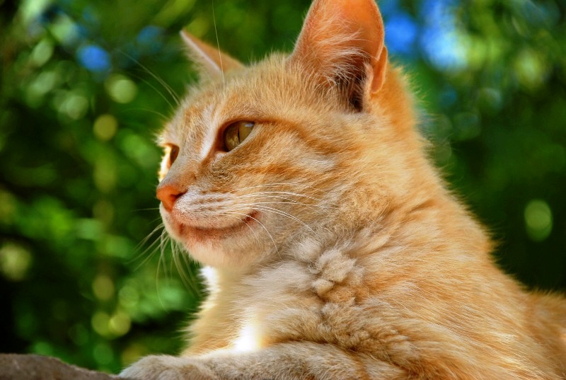 фото "Gracefull ginger cat" метки: природа, домашние животные