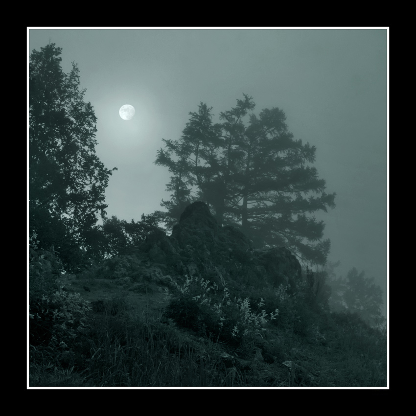 фото "Бессоница" метки: пейзаж, черно-белые, лес