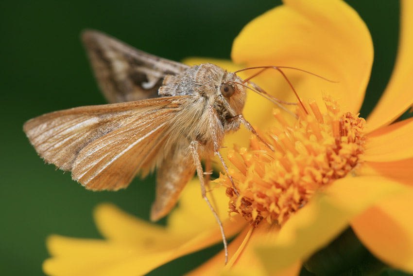 photo "***" tags: macro and close-up, nature, insect