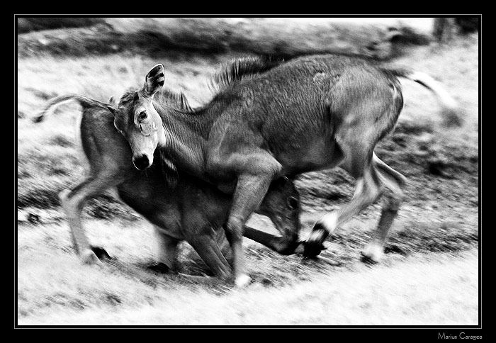 photo "the fight" tags: nature, wild animals