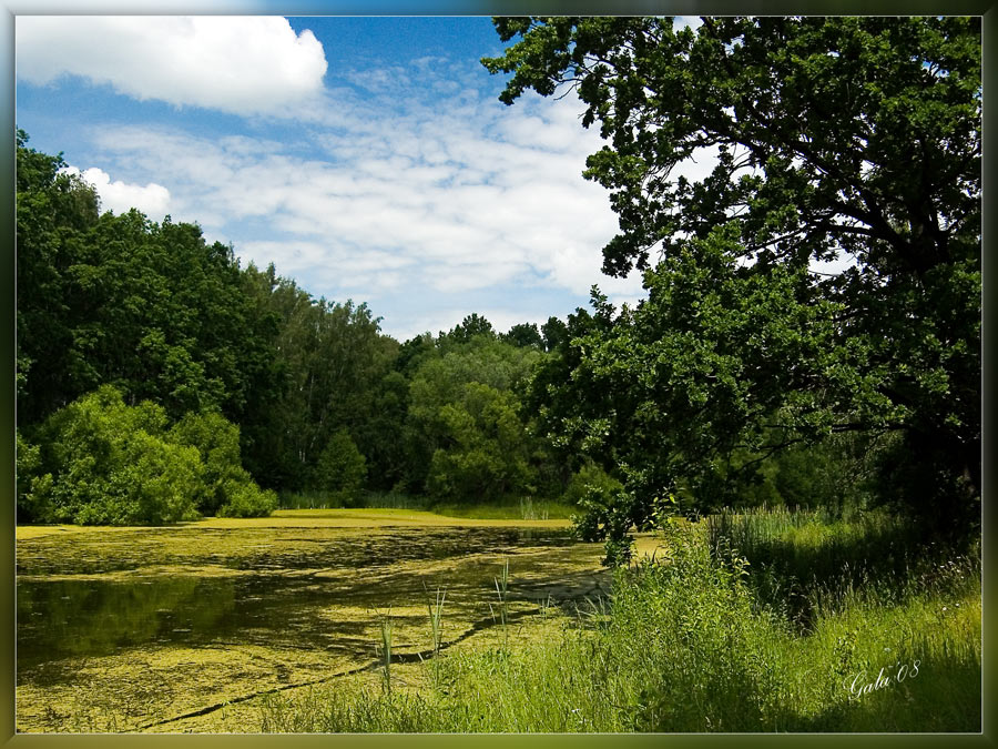 photo "The old pond" tags: landscape, summer, water