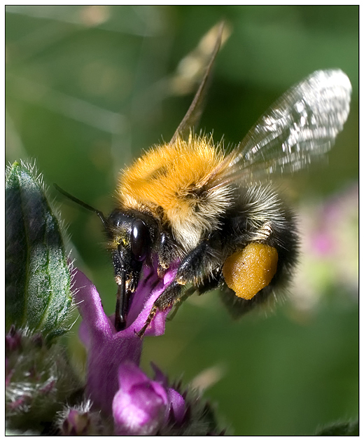 photo "***" tags: macro and close-up, nature, insect