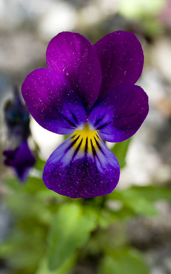 photo "Beauty" tags: macro and close-up, nature, flowers