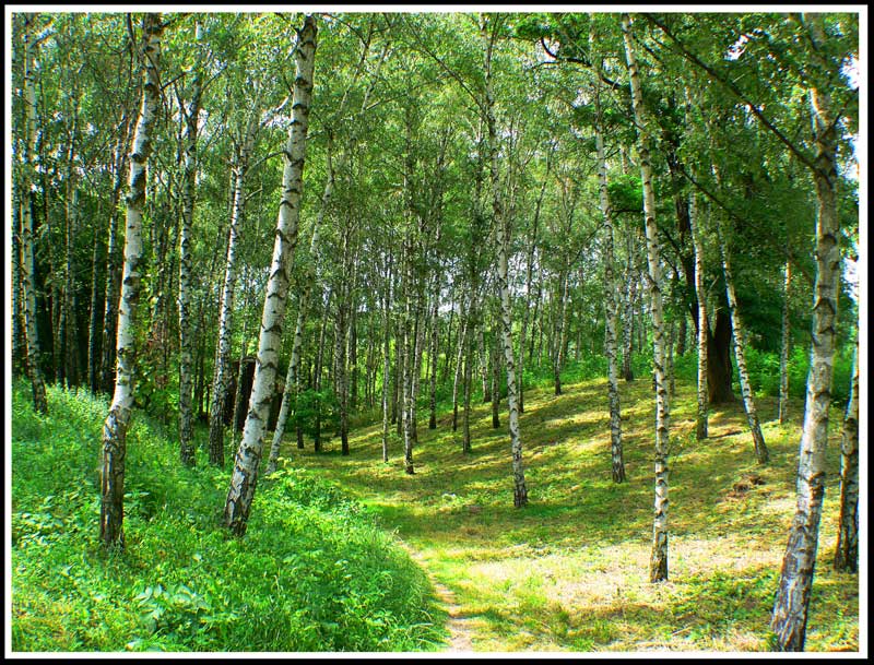 photo "***" tags: landscape, forest