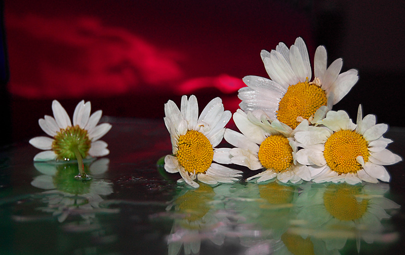 photo "***" tags: nature, still life, flowers