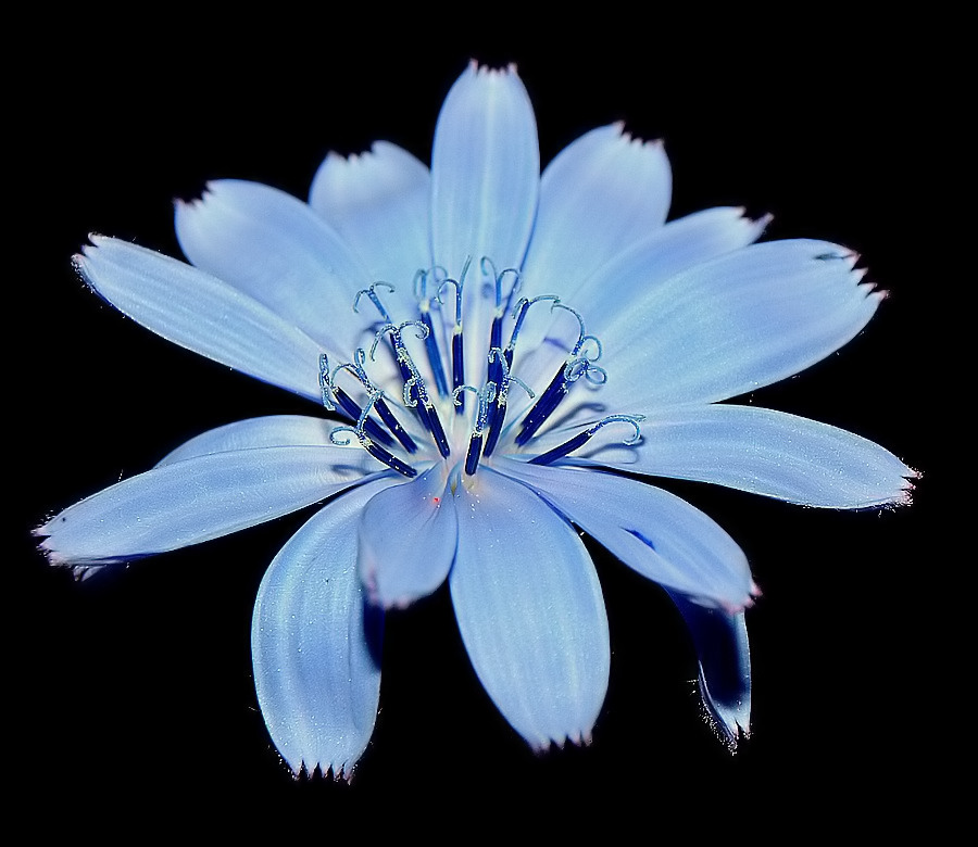 photo "A Blue Flower..." tags: nature, flowers