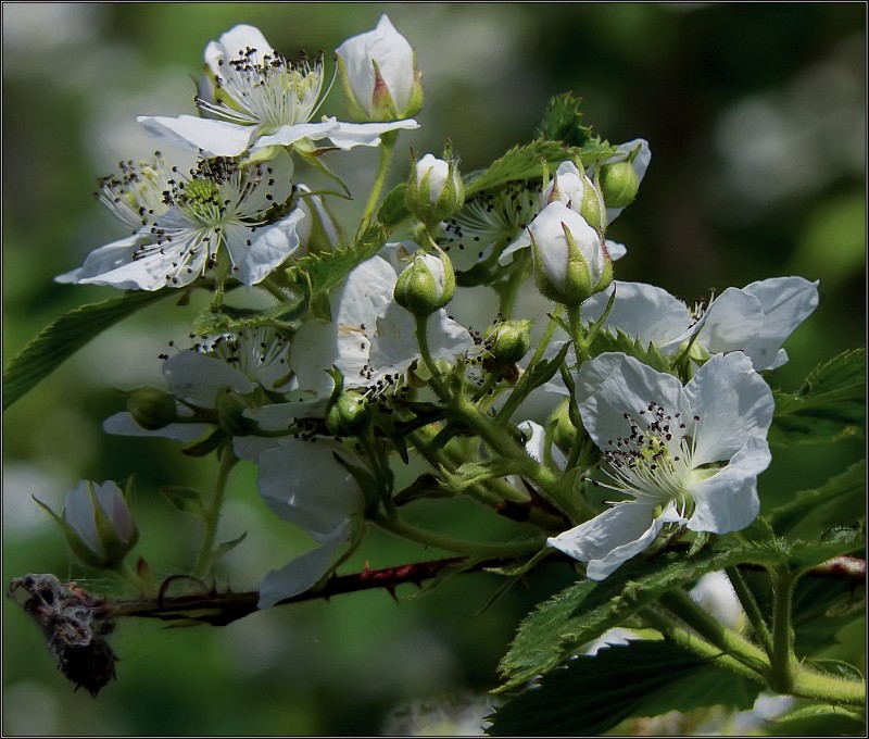 photo "Flowers of blackberry" tags: macro and close-up, nature, flowers