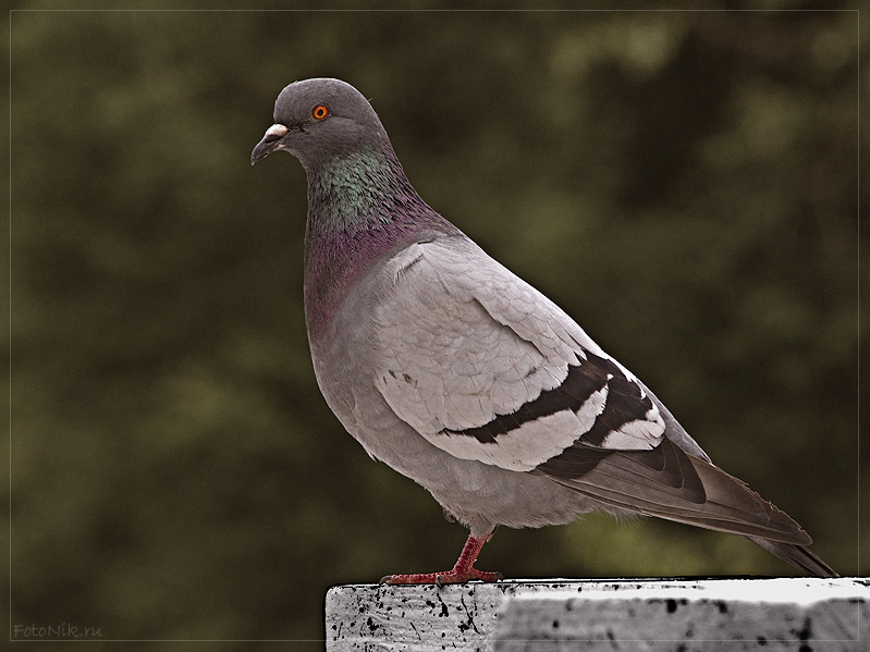 фото "Dove #2" метки: природа, разное, домашние животные