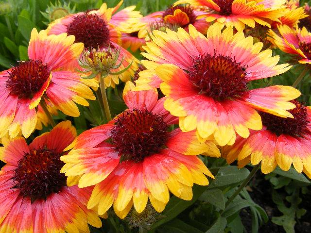 photo "Flower." tags: reporting, 
