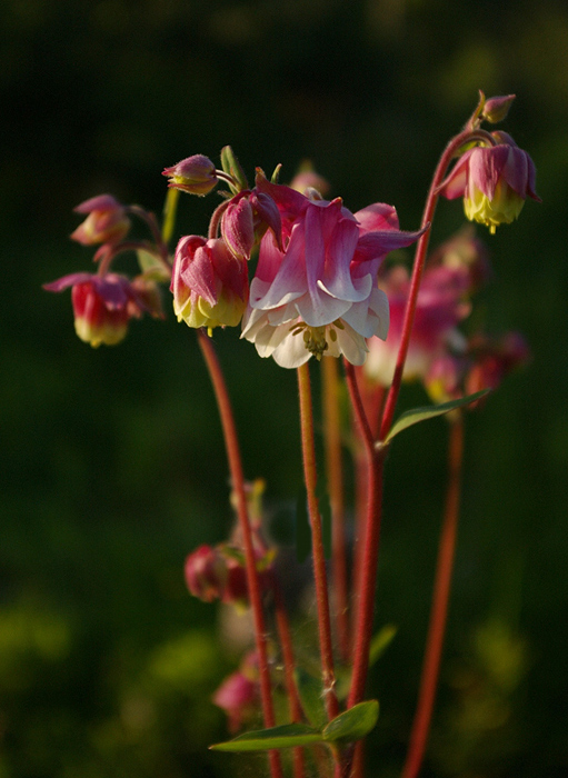 photo "***" tags: nature, still life, flowers