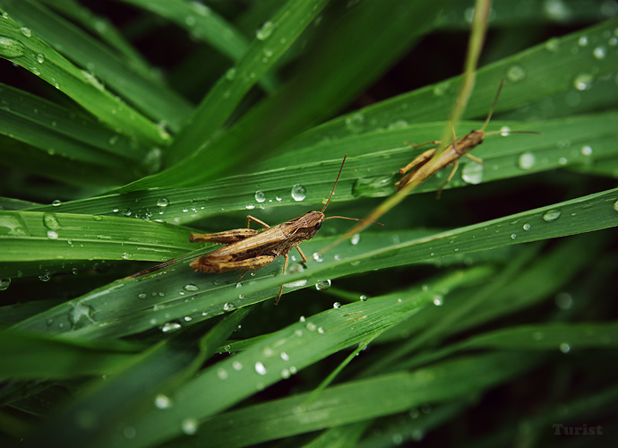 photo "***" tags: nature, insect