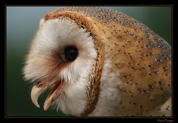 photo "barn owl" tags: nature, wild animals