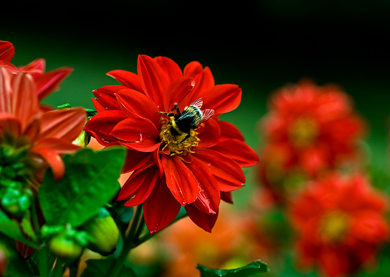 photo "***" tags: macro and close-up, 