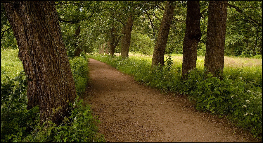 photo "***" tags: landscape, forest