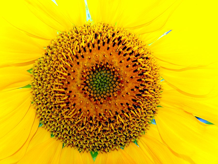 photo "HAPPY BIRTHDAY, Elena Avesta !!!!" tags: nature, flowers