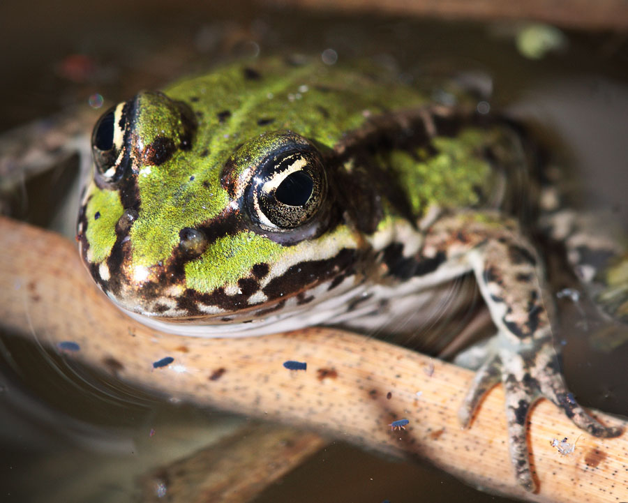 фото "Little Green Frog" метки: макро и крупный план, природа, дикие животные