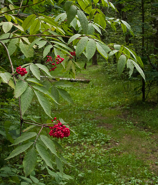 photo "Red on a green" tags: landscape, forest, summer