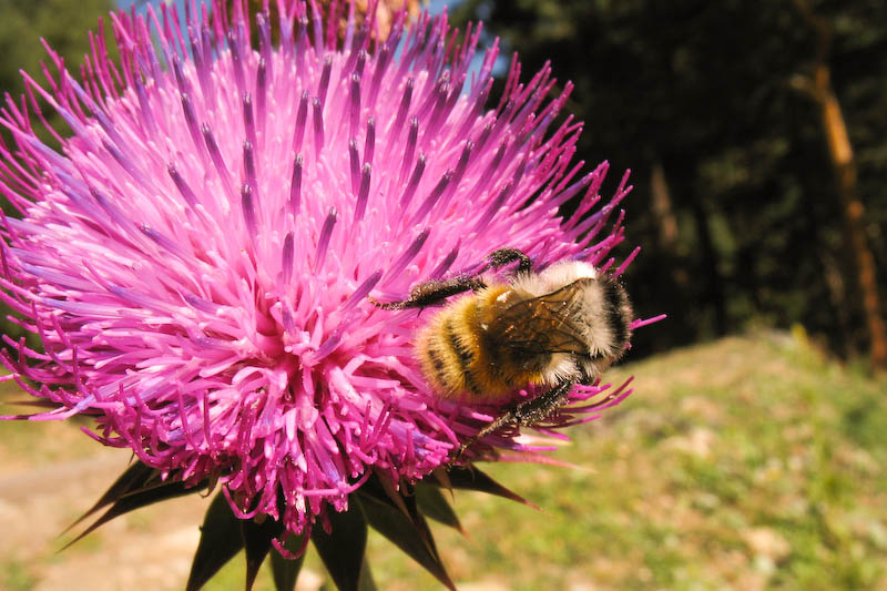 photo "The Bee" tags: macro and close-up, nature, insect