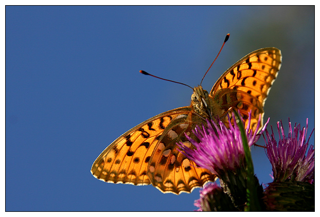 фото "Butterfly" метки: природа, насекомое