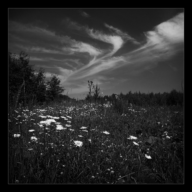 photo "Camomiles and clouds.." tags: landscape, black&white, 