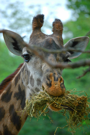 photo "We All Need To Eat" tags: nature, travel, North America, wild animals