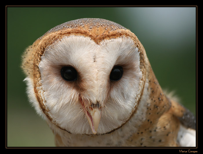 фото "barn owl (face)" метки: природа, дикие животные