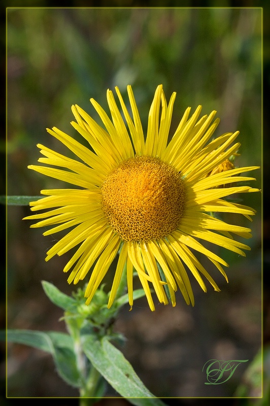 photo "***" tags: nature, macro and close-up, flowers