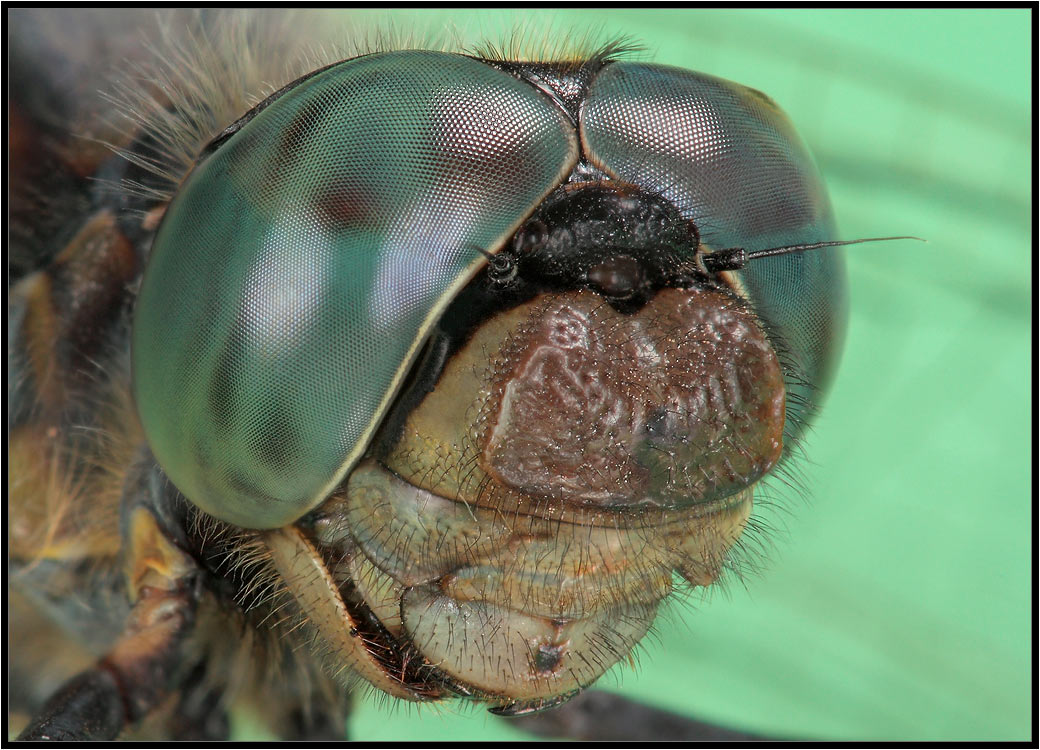 photo "Portrait of the dragonfly" tags: macro and close-up, nature, insect