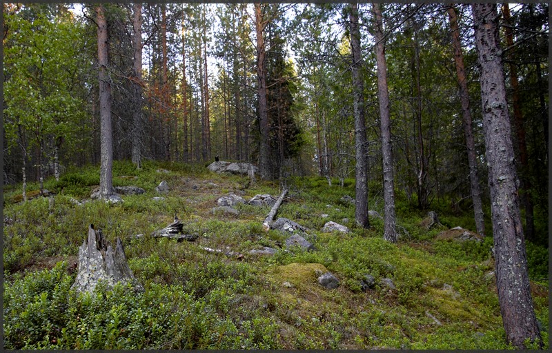 photo "Karelian forest" tags: landscape, forest