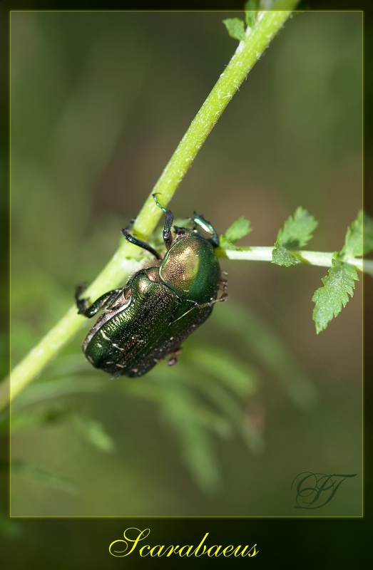 photo "***" tags: nature, macro and close-up, insect