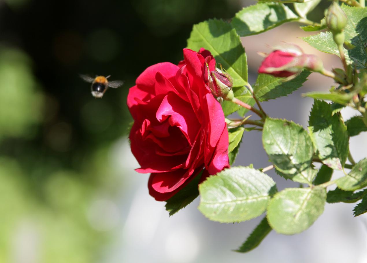 photo "***" tags: macro and close-up, nature, flowers