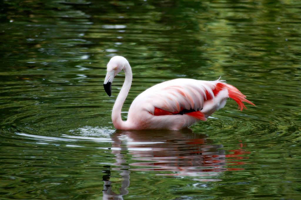 фото "flamingo" метки: природа, 