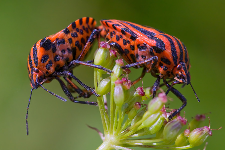 photo "Photographer not meddle!" tags: macro and close-up, nature, insect