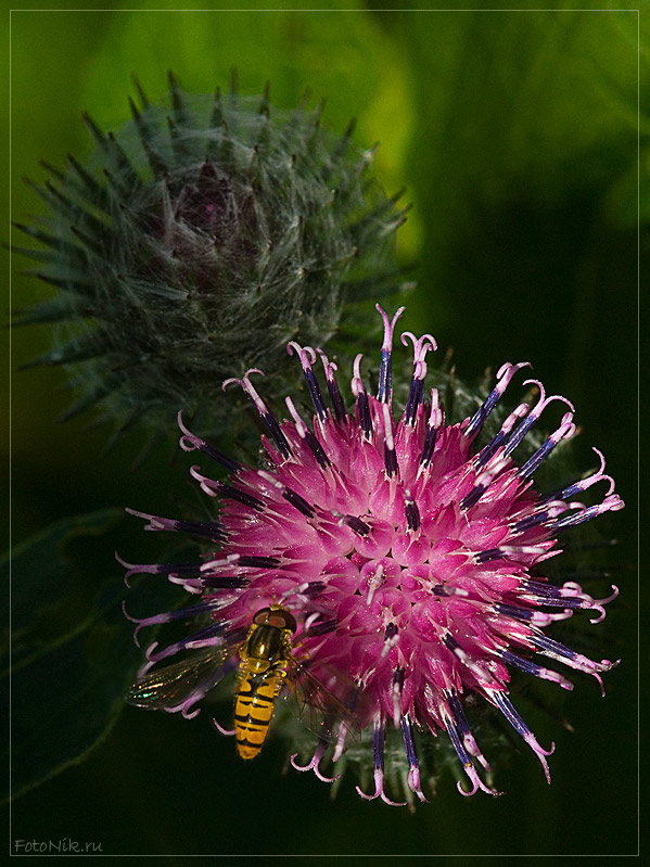 photo "Strange fruit" tags: nature, misc., flowers