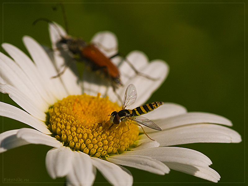 photo "Have you finished, mam?" tags: nature, misc., insect