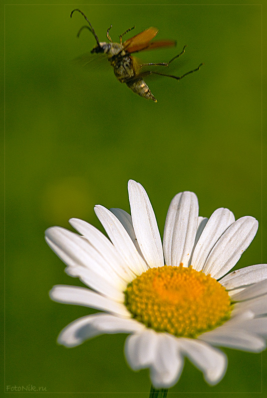 photo "*" tags: nature, misc., insect