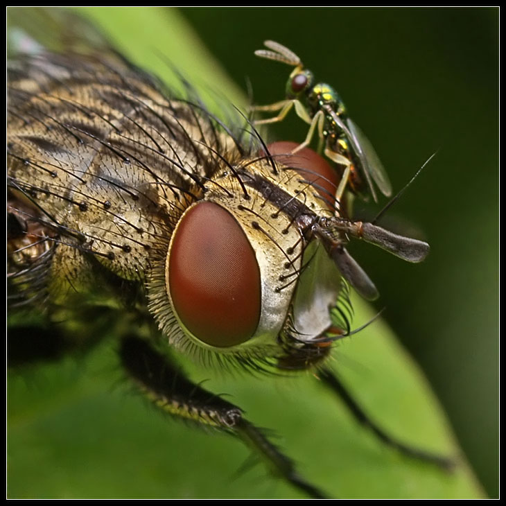 photo "***" tags: macro and close-up, nature, insect