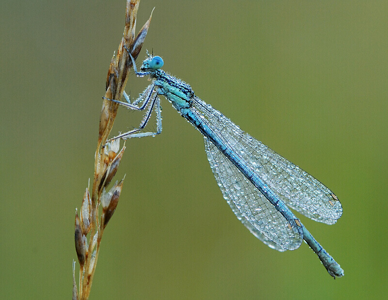 photo "***" tags: macro and close-up, 