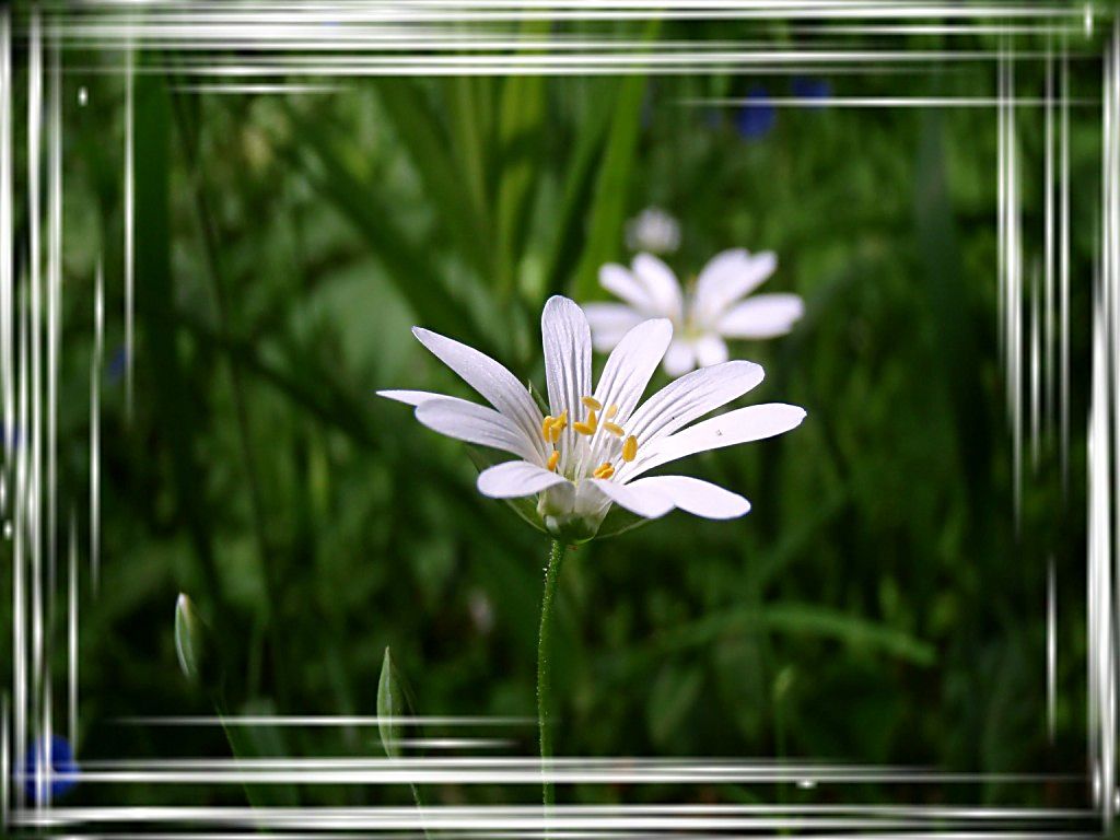 photo "***" tags: nature, flowers